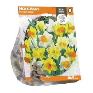 Baltus Narcissus Trumpet Mixed bloembollen per 5 stuks